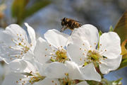 Schädlingsbekämpfung: Bienen verschrecken gefräßige Raupen