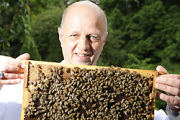 Bienensterben: Draußen brummt es wieder