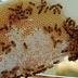 20 Uses for Honey You Never Thought Of