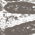 Antibacterial Activity of Hydrogen Peroxide in Honey Boosted by Other Components