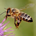Beekeepers Have Low Incidence of Cancer
