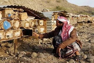 Honey, Bee Venom Used for Medicinal Purposes in Mideast