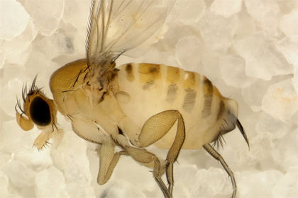 Neu entdeckter Parasit bedroht Honigsammler