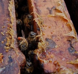 Bees Bring in More Propolis When Faced with Fungal Threat