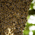 Enhanced Royal Jelly Produces Jumbo Queen Bee Larvae