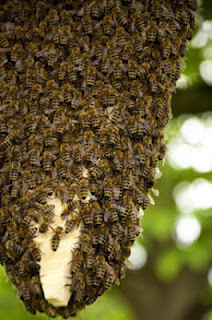 Enhanced Royal Jelly Produces Jumbo Queen Bee Larvae