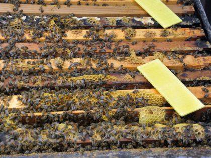 Bienen kämpfen mit Monokultur und Giftspritze