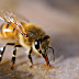 Bee Venom Causing Buzz in Cosmetic Community