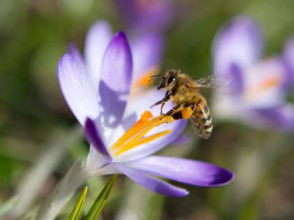Koffein im Nektar bringt Bienen auf Trab