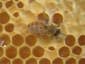 'Rogue Ingredients' in Expensive Manuka Honey